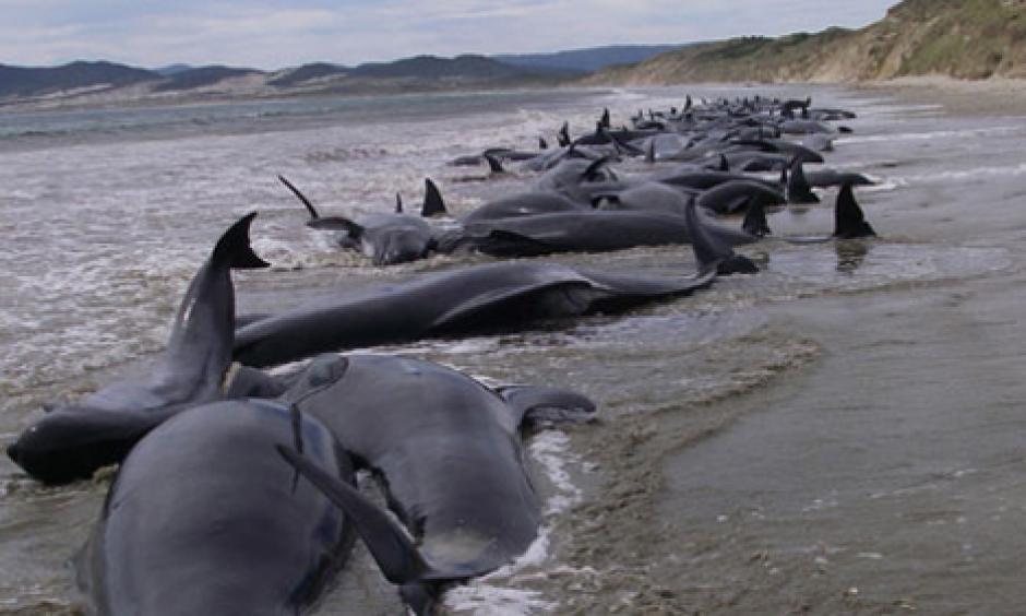 Al Menos Un Centenar De Ballenas Mueren Varadas En Nueva Zelanda