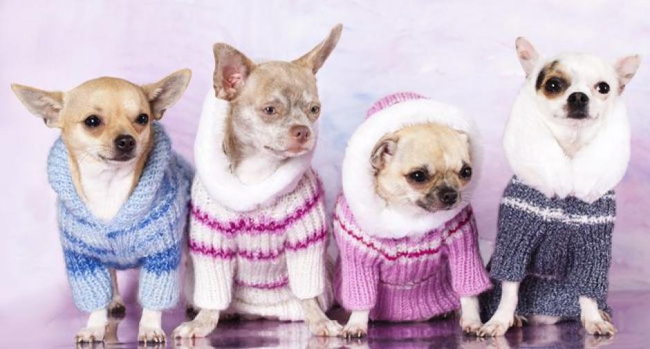 En el mercado encontramos diferentes prendas para proteger a las mascotas del frío. (Pinterest)