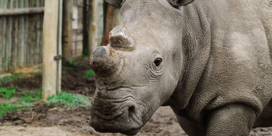 La muerte de Suni, el rinoceronte blanco del norte, pone en un verdadero riesgo a la especie.&nbsp;