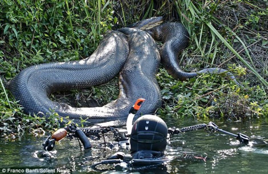 El ambientalista se dejó tragar por una anaconda y vivió para contarlo. (Foto: p2srmedia.wordpress.com)