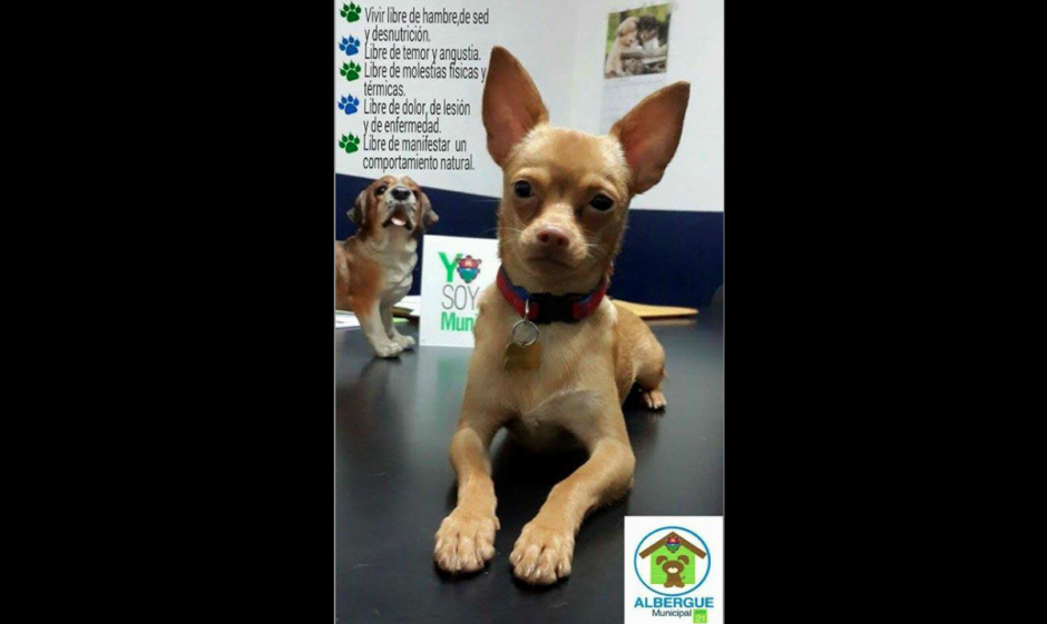 Taquito es un perrito que fue rescatado de las ventas ilegales de animales en Las Charcas. (Foto: Albergue Municipal de Mascotas)&nbsp;