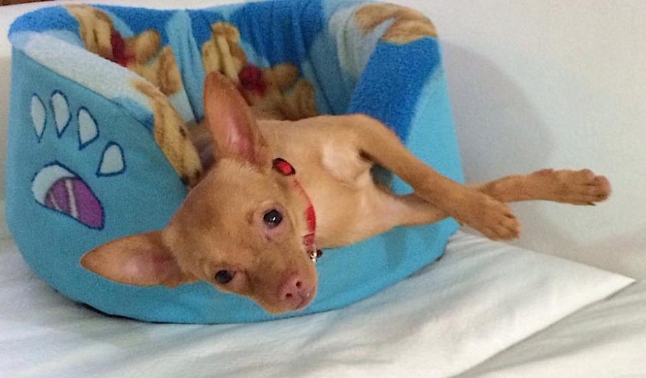 Taquito fue rescatado, junto a un cachorro de Husky y un Caniche cuando era vendido como mercadería en la venta de "Las Charcas". (Foto: Albergue Municipal de Mascotas)&nbsp;