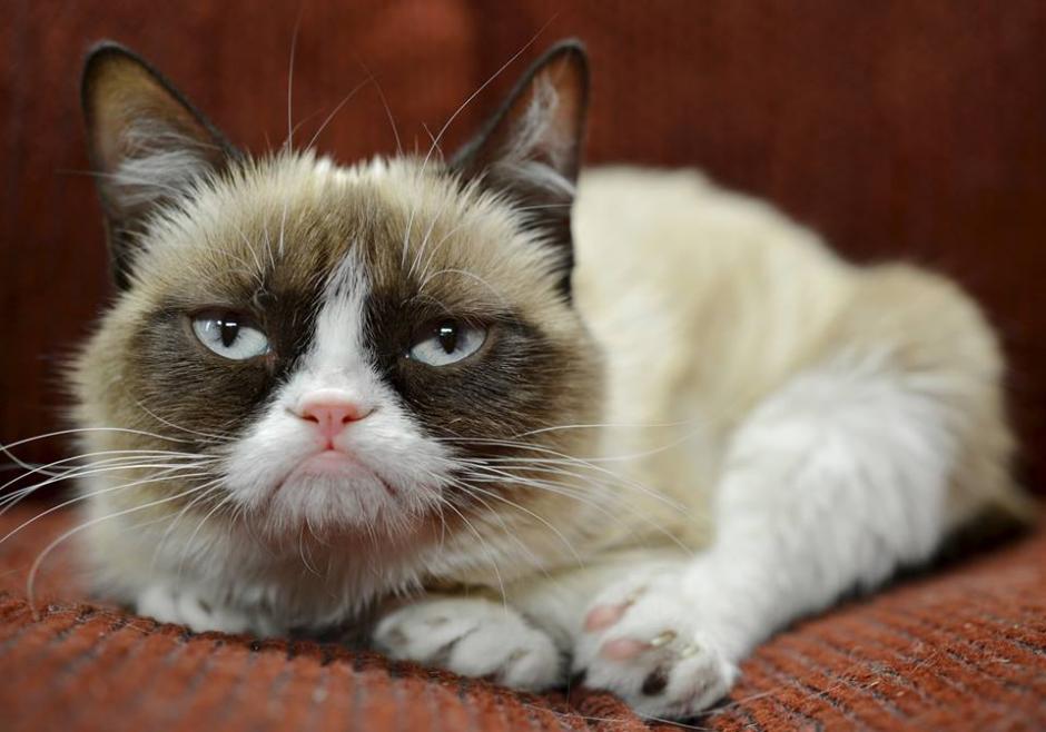 Tardar Sauce es una estrella del internet con su personaje Grumpy Cat.&nbsp;