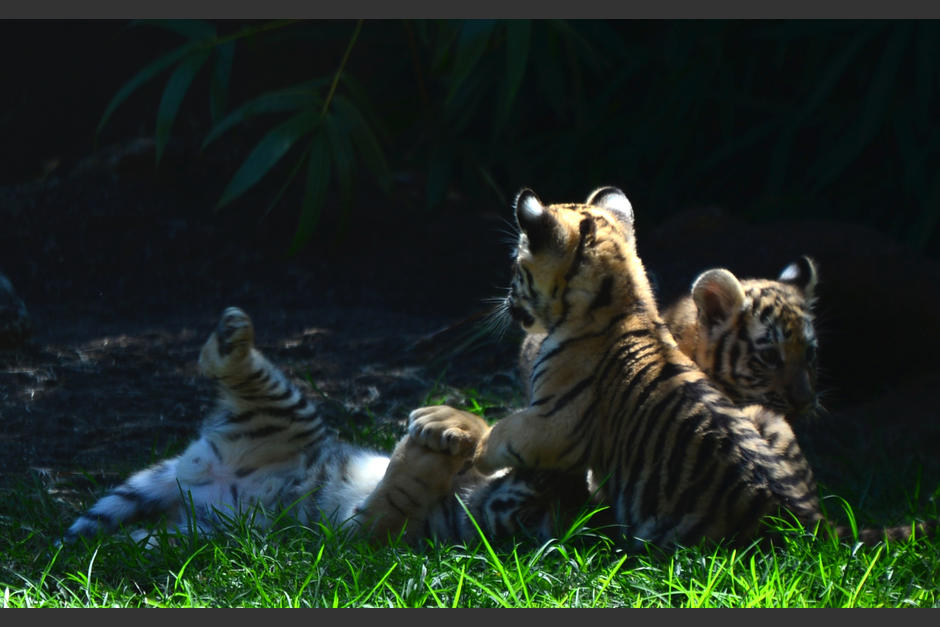 El Zoo La Aurora alberga a tres cachorros de tigre de bengala, que son la alegría del recinto de los tigres. (Foto: Wilder López/Soy502)