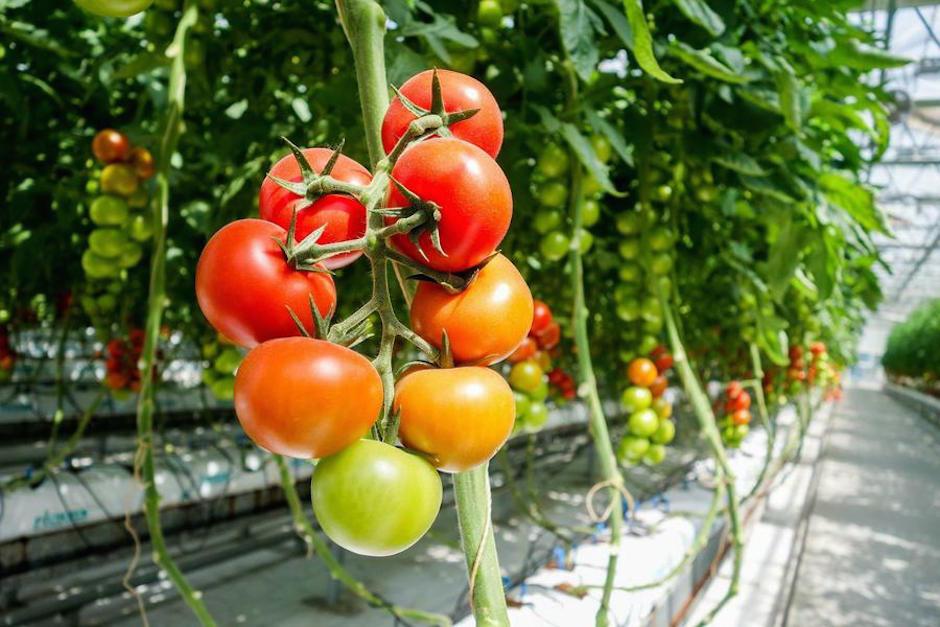 Los tomates comerciales han perdido el sabor tradicional a lo largo de los años. (Foto: Plantas Facilísimo)