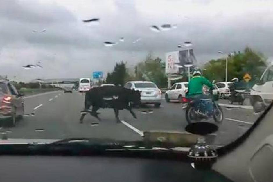 Toro trata de embestir a un motociclista en Argentina. (Foto: Clarín)