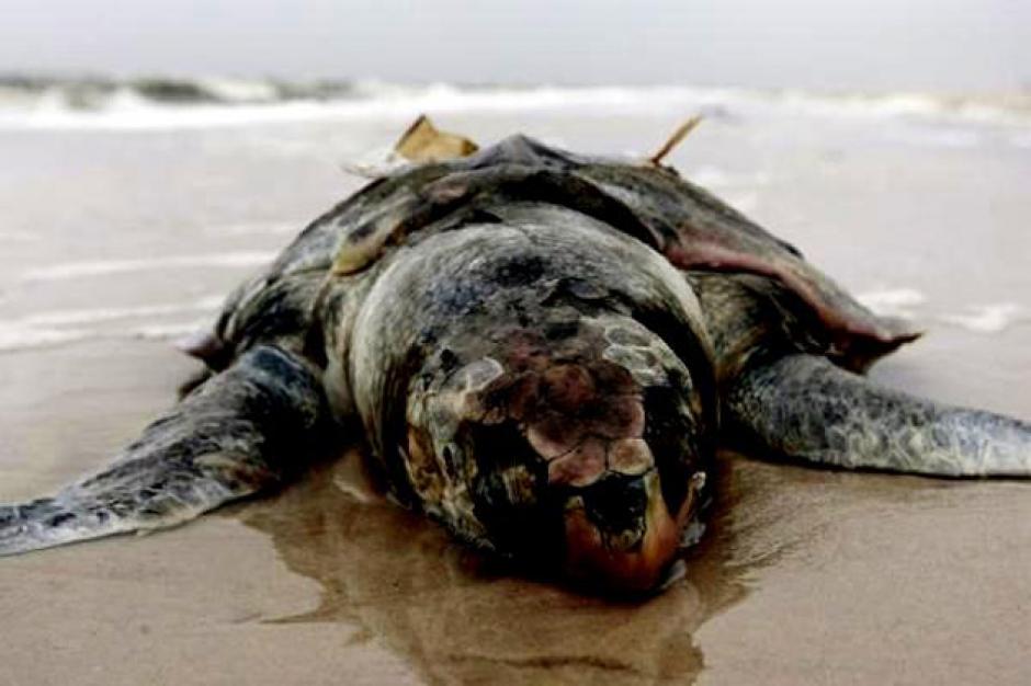 Los ejemplares localizados son de las especies "tortuga prieta" (Chelonia agassizii), "golfina" (Lepidochelys olivacea) y "mixtas", un cruce de prietas y golfinas.&nbsp;