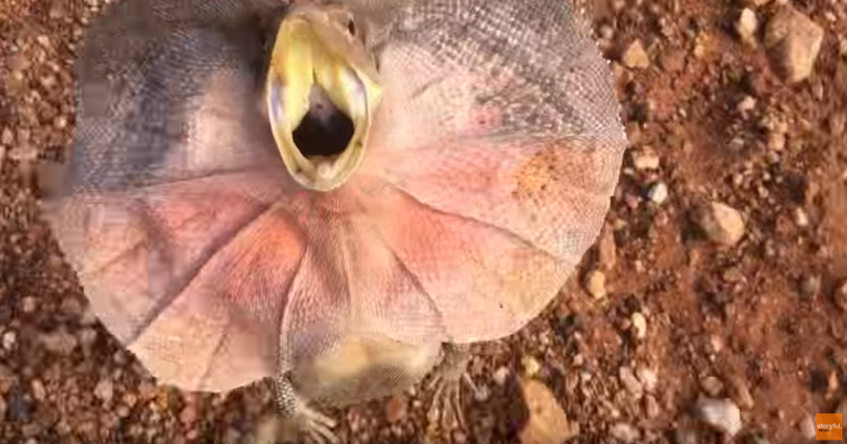 Un reptil ataca a un joven en una playa de Australia. (Captura de pantalla: Storyful News/YouTube)