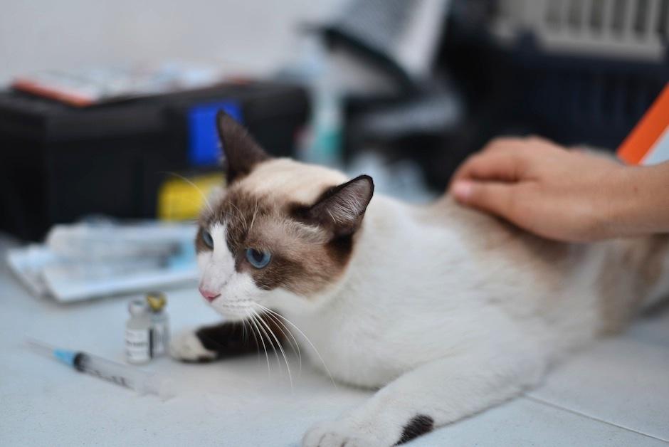 La vacunación en tu mascota es muy importante, ella evitará que tu perro o gato se enfermen. (Foto: Wilder López/Soy502)&nbsp;