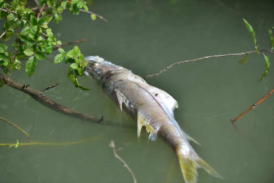 La rápida mortandad de peces en el río La Pasión, ubicado en Petén, pudo ser provocada por el rebalse de una fosa que contiene desechos de palma africana. Según detalla un experto, estos desechos agotaron el oxígeno del agua y con esto se descarta la presencia de químicos letales. (Foto: Wilder López/Soy502)