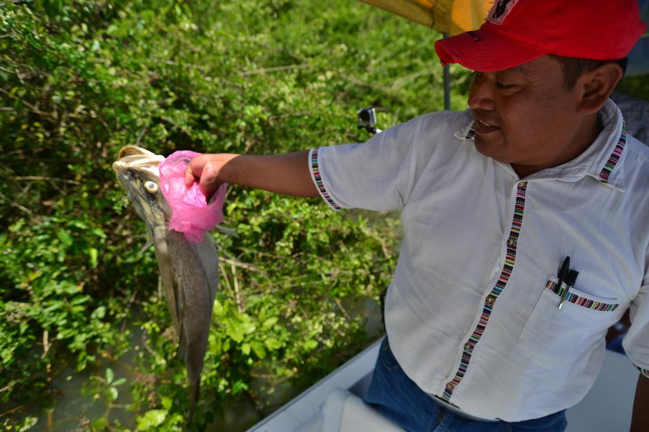 Miles de peces comenzaron a morir el 28 de abril y dos meses después se desconoce la causa exacta que lo provocó. (Foto: Wilder López/Soy502)