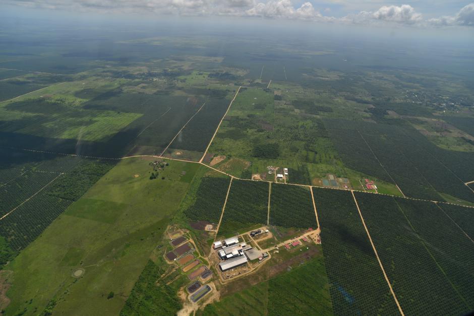 Vista aérea del área aledaña al río La Pasión en Petén lleno de plantaciones de cultivo de palma africana. (Foto: Wilder López/Soy502)