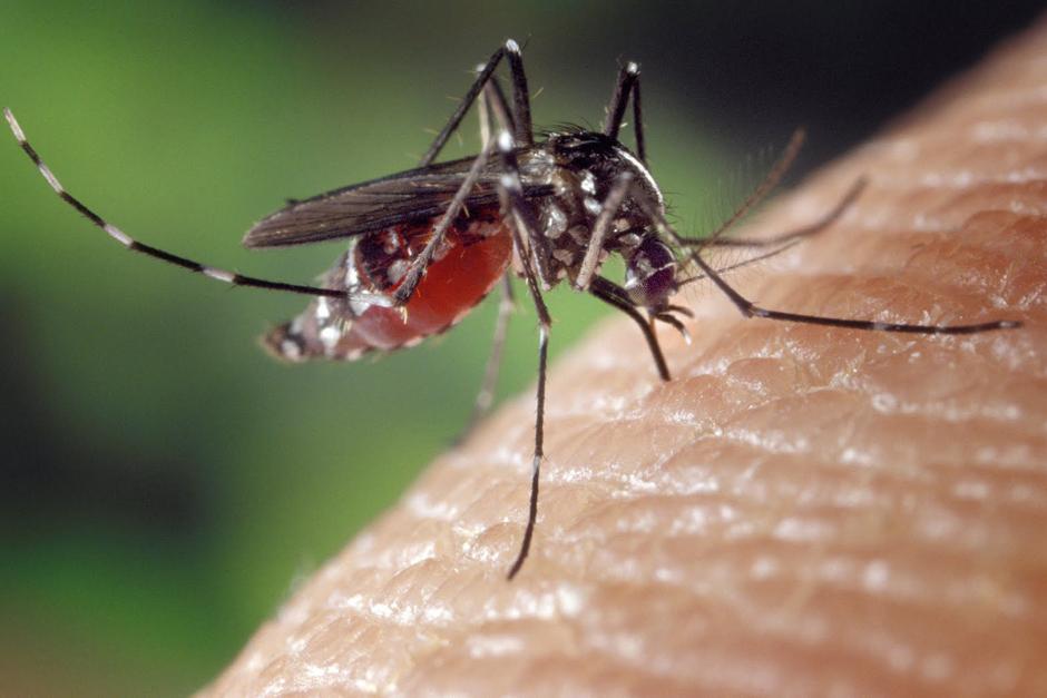 El Chikungunya es una enfermedad cuyos síntomas son similares al Dengue, y se propaga por todo el continente americano con mucha rapidez; sin embargo, pese a que advierten que usualmente no es mortal, los países han lanzado alertas para controlar la enfermedad. (Foto: Archivo)