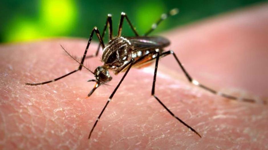 El virus del sika es transmitido por el mosquito Aedes aegypti, mismo que transmite el dengue y la chikingunya. (Foto: notinfomex)