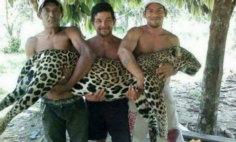 Fotos de cazadores de jaguar no es en Guatemala, sino en Brasil