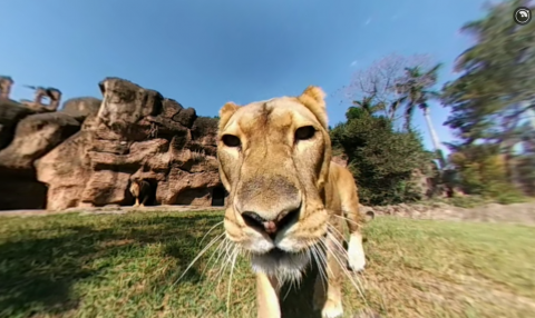 Cámara 360 capta los movimientos de los leones del Zoológico La Aurora