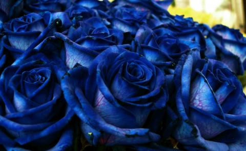 Las rosas azules son reales?