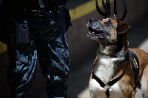 Las historias de cuatro agentes caninos que se jubilan de la PNC