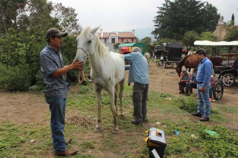 Una tragedia animal en la Antigua: los caballos que no pueden seguir