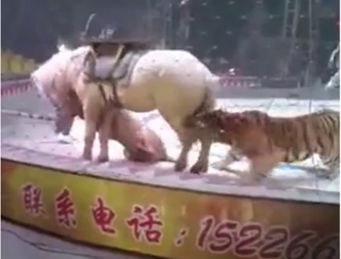 Terror en un circo tras el ataque de un tigre y un león a un caballo