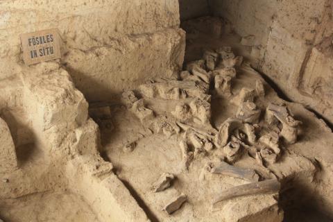 ¿Mamuts en Guatemala? Conoce este peculiar Museo en Huehuetenango