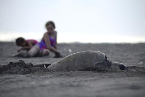 El Chapetón, el paraíso guatemalteco de las tortugas