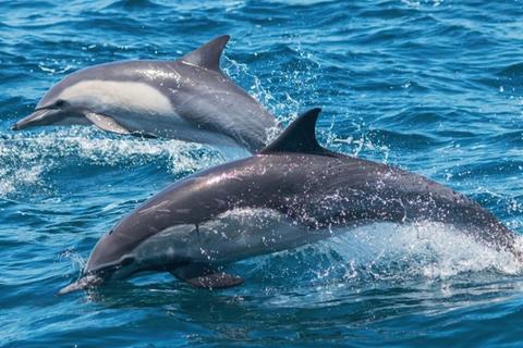 Manada De Delfines Sorprende A Su Paso En El Mar De California Soy502