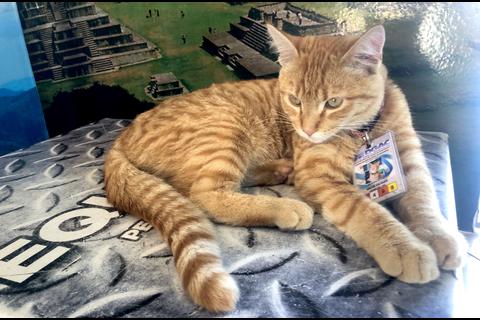 Nacho, el gato adoptado en el Aeródromo de Huehuetenango
