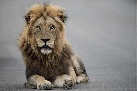 Dos leones escapan en pleno espectáculo de circo en China