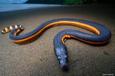¿Qué hacer en caso de encontrar una serpiente amarilla en la playa?