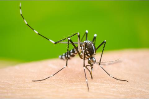 El dengue, la enfermedad que sigue en aumento; su repunte causa alarma