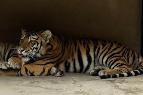 Los tigres rescatados en Villa Nueva que serán enviados a India