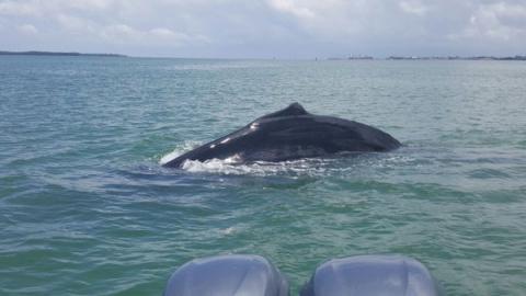 Avistan otra ballena jorobada en la Bahía de Amatique 