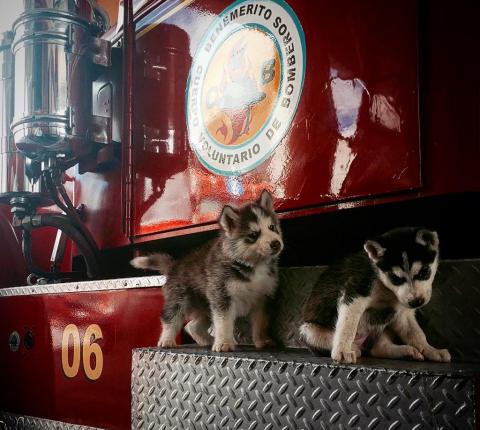 como se llama un malamute de alaska miniatura