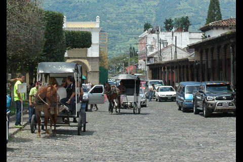 Caballos en la Antigua Guatemala: ¿tradición o maltrato animal?