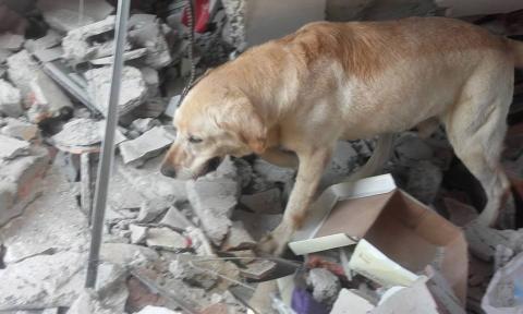 Perro rescatista muere de cansancio tras salvar víctimas del terremoto