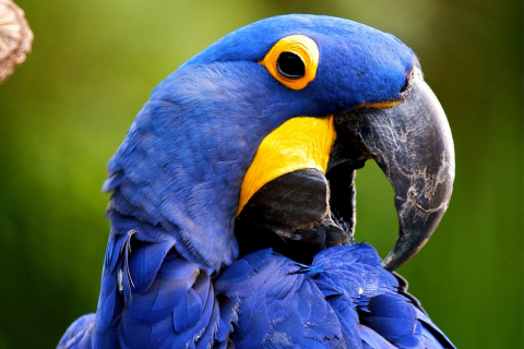 guacamaya azul protagonista de pelicula rio en peligro de extincion soy502 guacamaya azul protagonista de