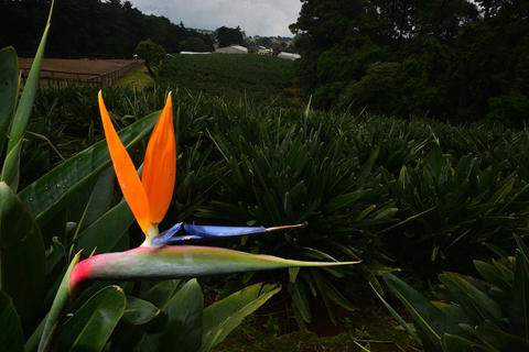 Así es como la primavera guatemalteca asombra al mundo