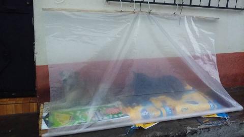 Improvisan techo para proteger de la lluvia a los perros callejeros