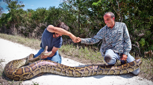 Capturan a una serpiente de más de cuatro metros en Florida