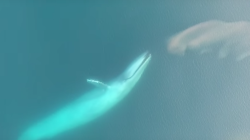 Graban extraña actitud de una ballena azul que sorprende a científicos