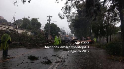 Fuertes lluvias desploman cuatro árboles y complican el tránsito