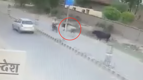 Un toro embiste a un motorista en marcha en la India