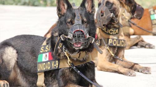 Narcotraficantes amenazan de muerte a los perros policía mexicanos