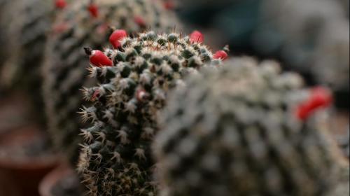 Conocedores realizarán exhibición de cactus y suculentas 