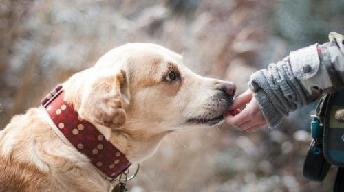 Un perro esperó durante tres semanas en el lugar donde su ama murió