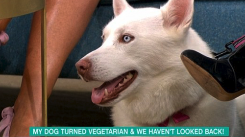 Aseguró que su perro era vegetariano y demostró su error en segundos