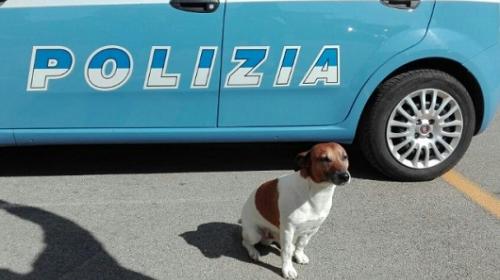 Perro encuentra kilos de cocaína y ahora piden su "cabeza"