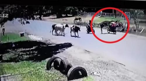 "Kung-Fu Vaca" derriba a motociclista de una patada