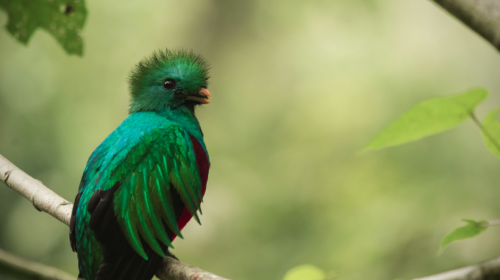 Muere el quetzal que se refugió en un salón de belleza de la zona 16